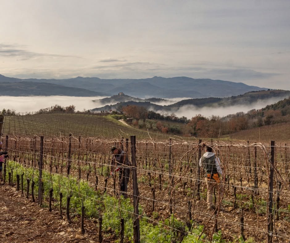 Cantine Mastrojanni-vigna-Invive Milano